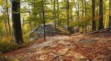 autumn beech forest photo