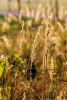 different plants during the autumn season photo