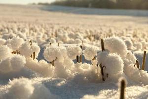 field in white snow in cold frosty weather photo