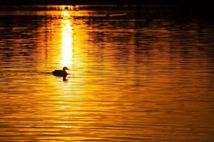 wild ducks floating on the lake photo