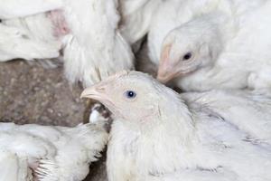 broiler breed of chicken photo