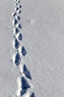 footprints and dents in the snow photo