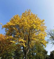 hojas amarillentas, árbol foto