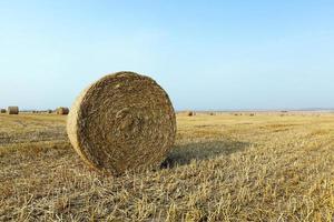 paja en el campo foto