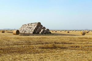 cereales trigo, primer plano foto