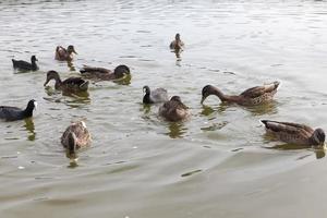 aves acuáticas salvajes en el territorio de los lagos foto