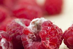 mold on the raspberries photo