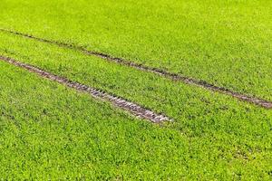 Agriculture. cereals. Spring photo