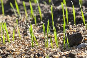 field with young wheat photo