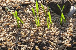 field with young wheat photo