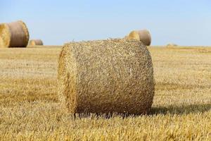 straw in the field photo