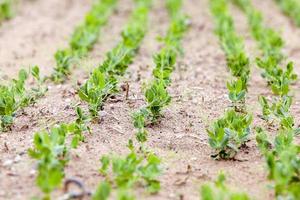 Pea sprout in the spring photo