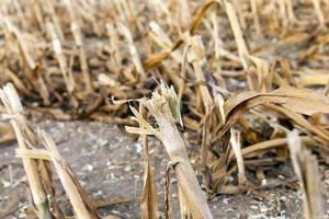 harvested mature corn photo