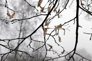 clima frío de invierno después de la nevada con plantas foto