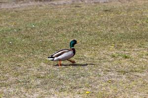 wild ducks in spring or summer photo