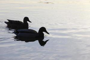 pequeños y hermosos patos salvajes foto