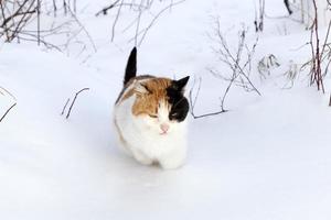 gato de color durante un paseo en la nieve foto