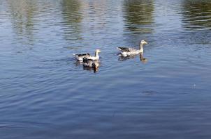 Water in the lake photo