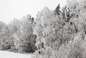 bosque de invierno fotografiado foto