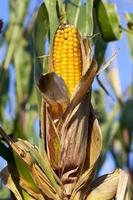 Ripe corn cob photo