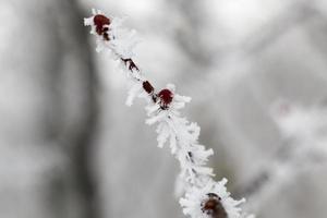 Snow drifts in winter photo