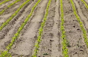 green corn sprouts in the spring or summer photo