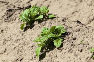 varieties of potato plants photo