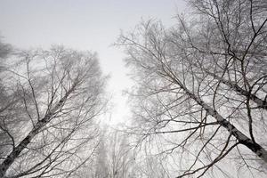 árboles en invierno foto