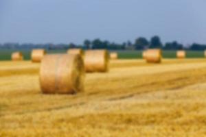 haystacks in a field of straw photo