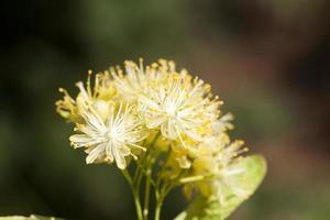 inflorescence linden closeup photo