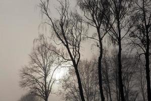 Trees without leaves in the fog photo