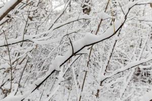 snow covered trees photo