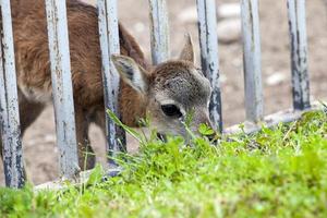 animales en el zoológico foto