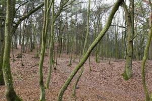 Trees without leaves in the autumn forest photo