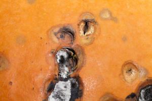 rotting pumpkin close up photo