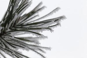 Trees in the frost photo