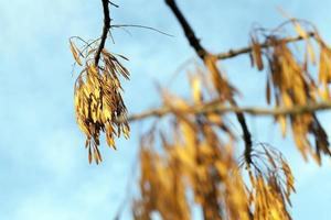 maple seeds fall photo