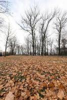 parque de otoño, nublado foto