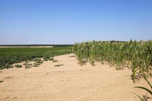 Corn field, summer photo