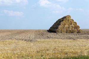 farm field cereals photo