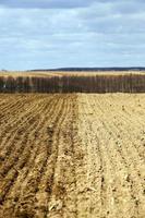 farm field cereals photo