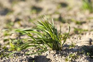 young grass plants, close-up photo