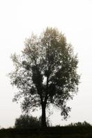 árbol en el campo, otoño foto