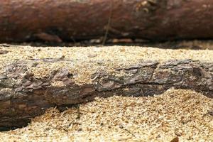 timber. old logs photo