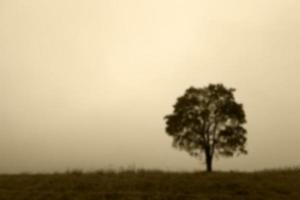 árbol en el campo, otoño foto