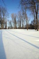 trees in winter photo