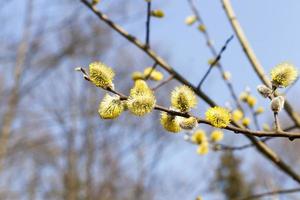 flowering willow tree photo