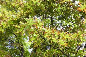 Chestnut leaves, close up photo