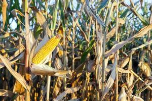 campo agrícola con maíz foto