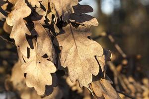 hojas secas de roble foto